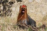 YORKSHIRE TERRIER 495